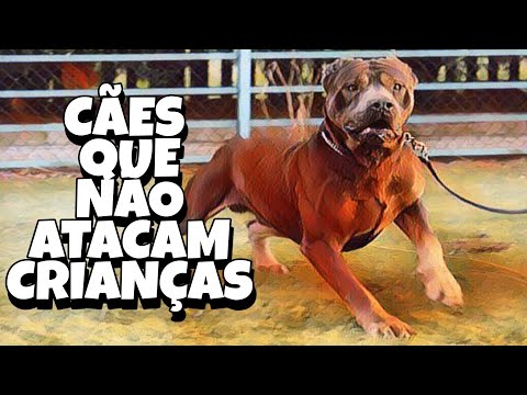 Vídeo: Cinco grandes raças de cães que não babam (muito)