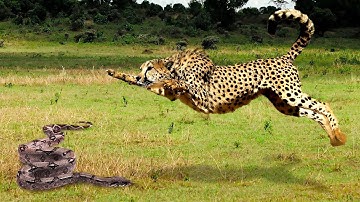 12 Times Snakes Messed With The Wrong Opponent