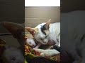 പോയതറിയാതെ #shortsfeed #sad#shortvideos#viral#love#life #hearttouching#shorts#cat #catvideos #pets