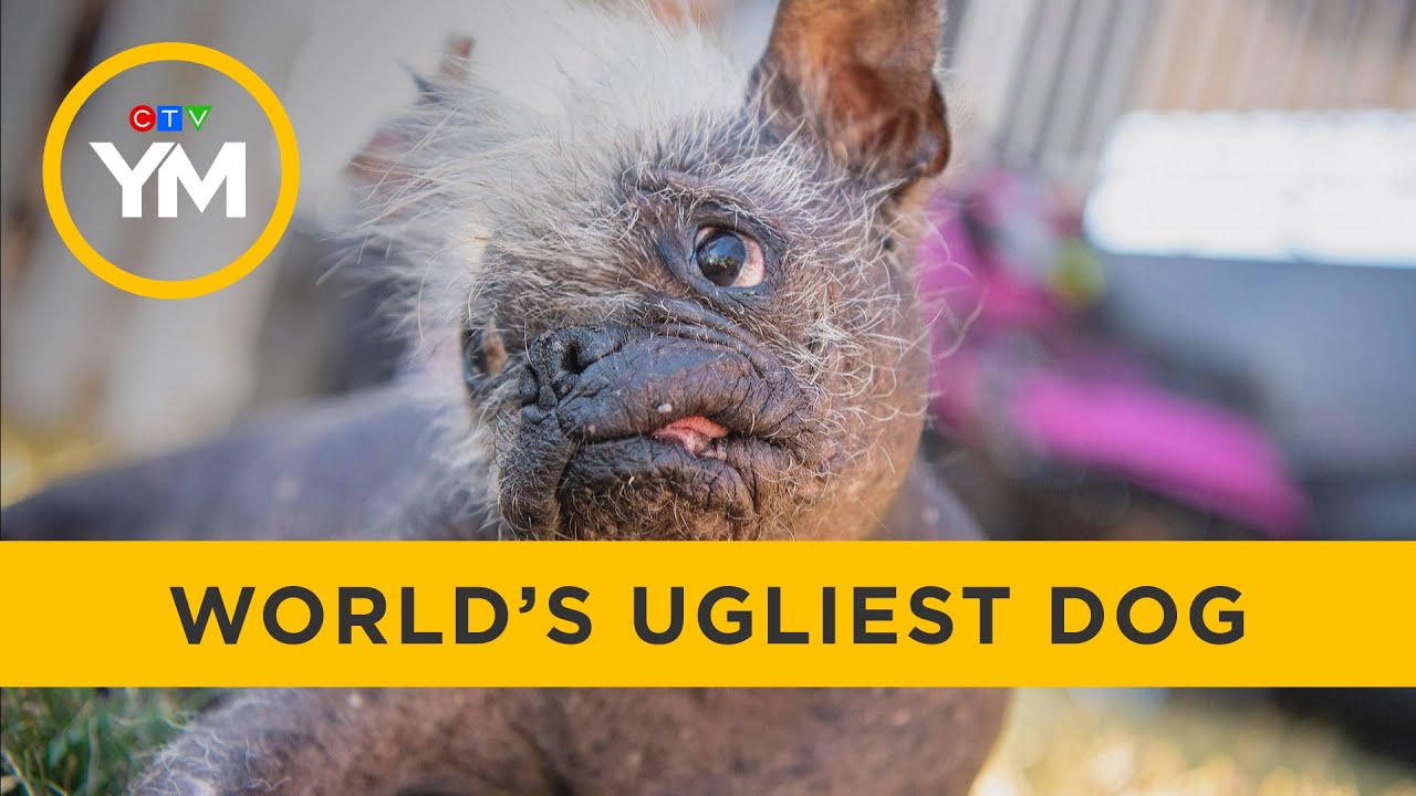 World’s Ugliest Dog contest | Your Morning
