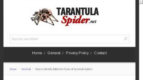 How-To Keep The Humidity Up In A Tarantula Cage