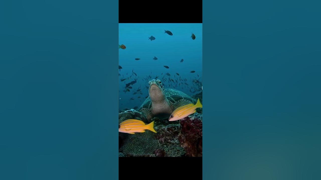 Красивый подводный мир - YouTube