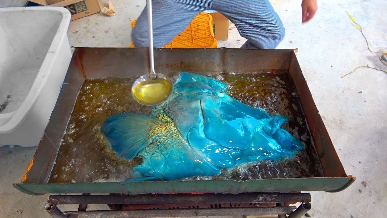 A 50kg giant blue fish was dropped into a drum of oil - YouTube