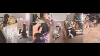 Pets when they were YOUNGER vs NOW | Tiktok Videos by Randomness_unnieee 161 views 3 years ago 5 minutes, 12 seconds