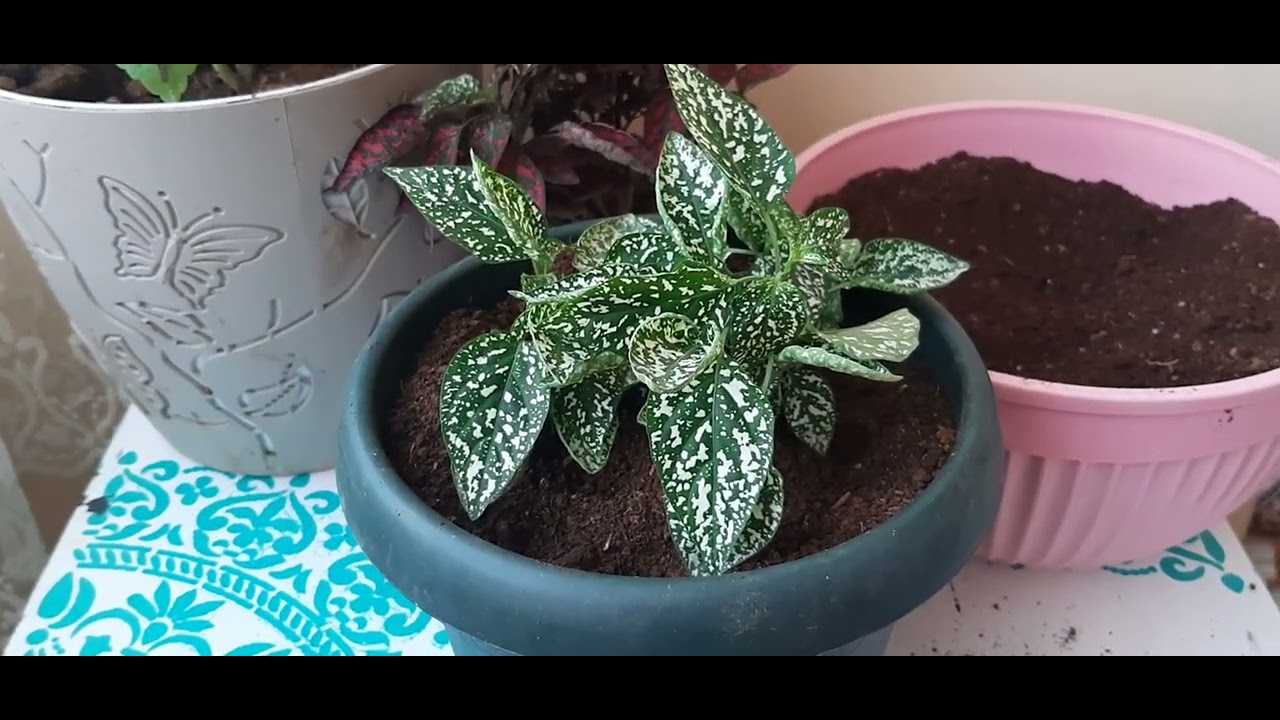 #Hostes çiçeği saksı değişimi#Hostes çiçeği sulaması#hostes çiçeği bakımı