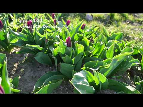 Video: Når Tulipaner Og Liljer Plantes I Jorden