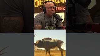 😲Joe Rogan on the Wildest Hunting Method🏃‍♂️