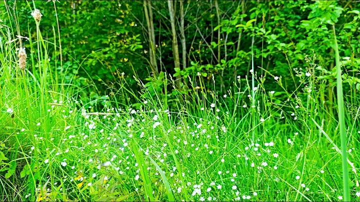 Forest Birdsong Nature Sounds-Relaxing  Bird Sounds-Meadow Ambience Birds Singing