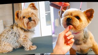 My Favorite Head Grooming - Yorkie