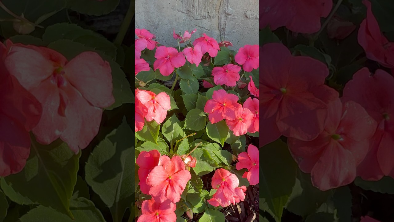 My beautiful annual impatiens flowers 