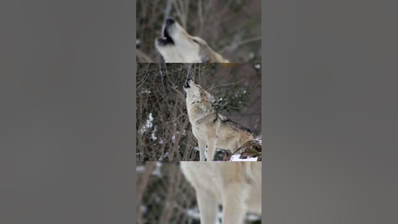 Wolf Howling Sound | #wolf #wolves #howling #sound