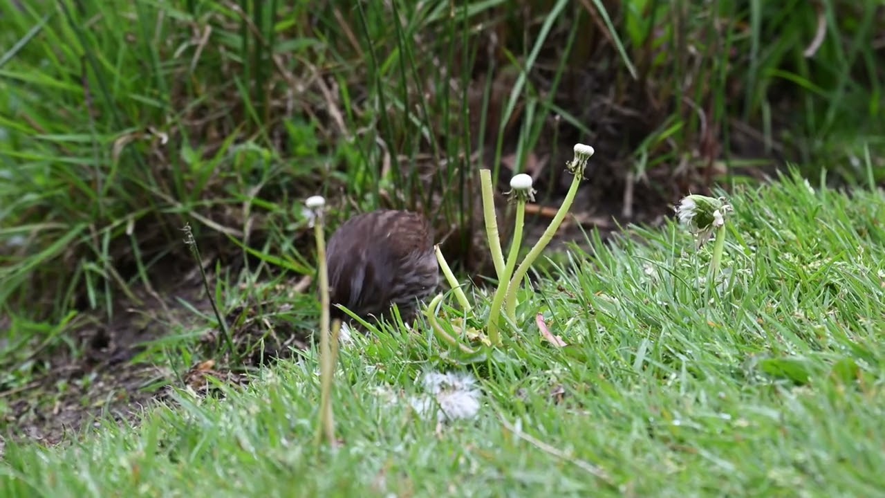 Rainy Day at Peace Arch Park April 28 25