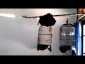 Suara Burung Lovebird Ngekek Mp3 - Mp4 Download