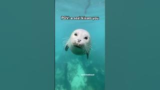 A kiss from Snowy #seal