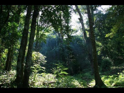  Suara  Hutan  Alam Indonesia Memanjakan Fikiran YouTube