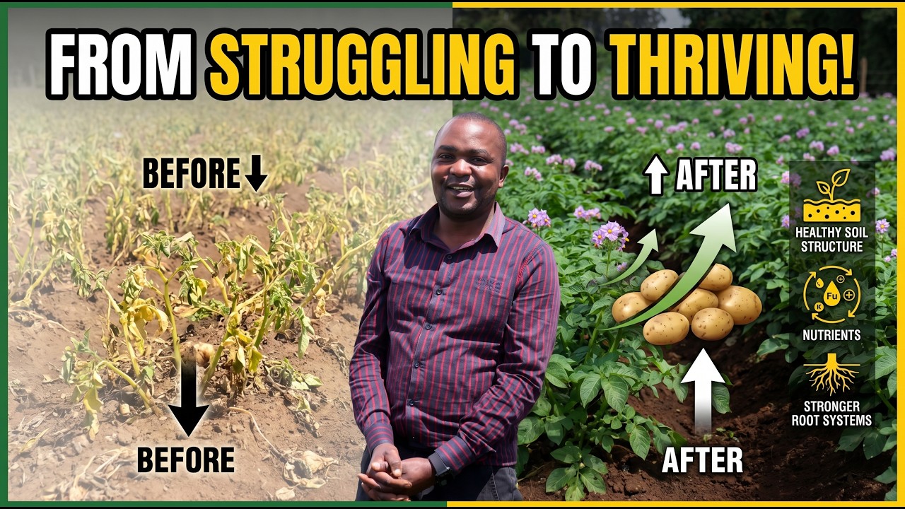 Safi Planting Organic Fertilizer