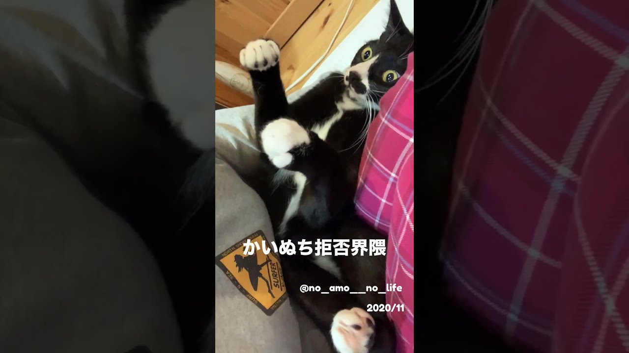 普段は仲良し(のはず) #cat #猫 #ねこ #やんのかステップ #猫好き