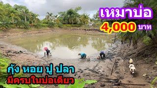 เหมาบ่อ 4,000บาท กุ้ง หอย ปู ปลา มีครบในบ่อเดียว | Ep.077