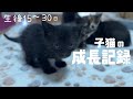 [子猫の成長記録]可愛い❣️😍生後15日〜30日。2024年7月現在、全国から里親様募集中の保護猫をご紹介💁‍♀️