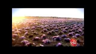 Luxtakhfif -Bahraman Saffron