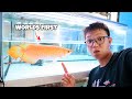 The Million Dollar Fish! One & Only BANANA XANTHIC AROWANA in the WORLD
