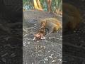 Tiny Steps, Big Love 🐒 Baby Monkey Follows Mom