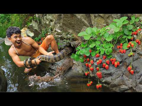 Survival in the forest - Chasing the belly, finding the mouse animal , Eat delicious strawberries