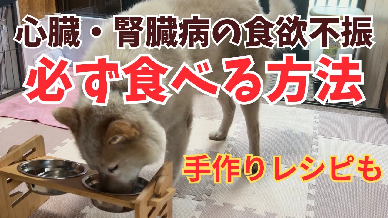 心臓・腎臓病犬の食欲不振でも必ず食べるごはん・おやつと手作りレシピ【犬の僧帽弁閉鎖不全症の選り好み】