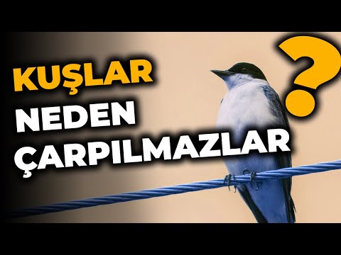 Video: Elektrik akışı için bir yol nedir?