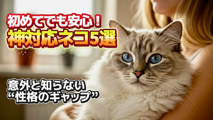 Video 11383201: scottish, siberian, popular cat breeds, cat adoption