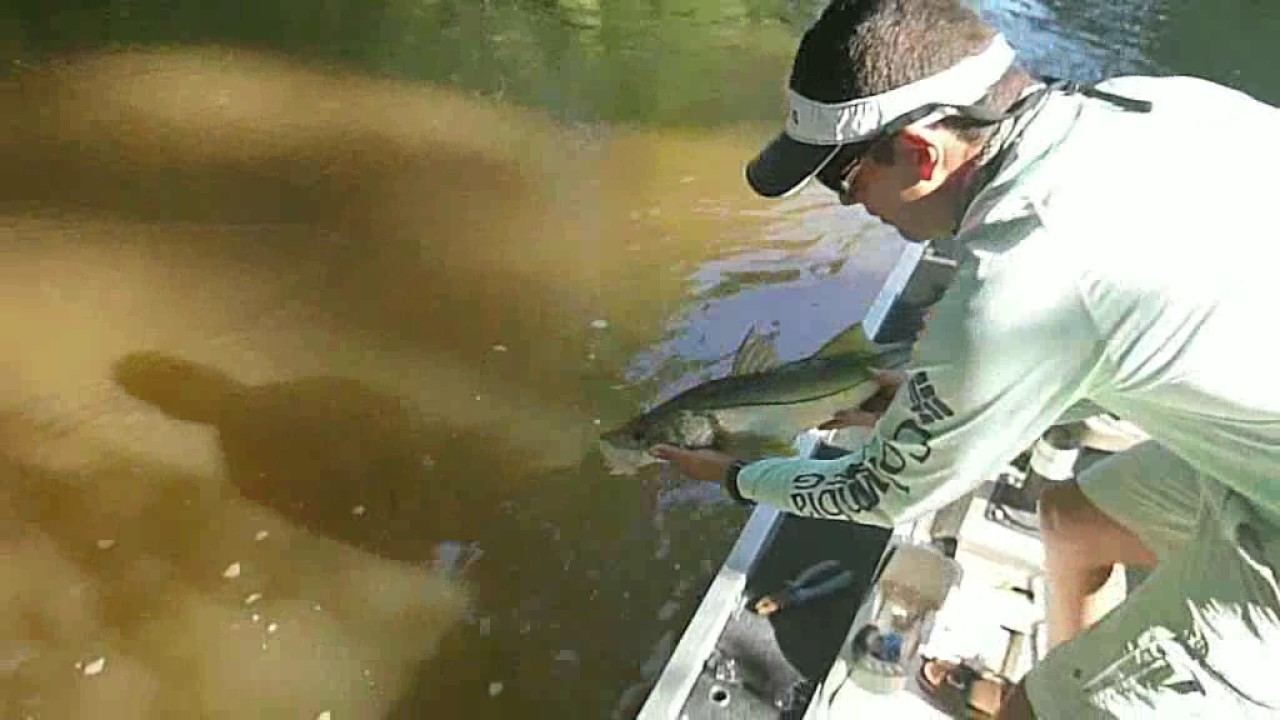 Costa Rica Robalo PESCA Y LIBERACION ROBALO COSTA RICA - YouTube