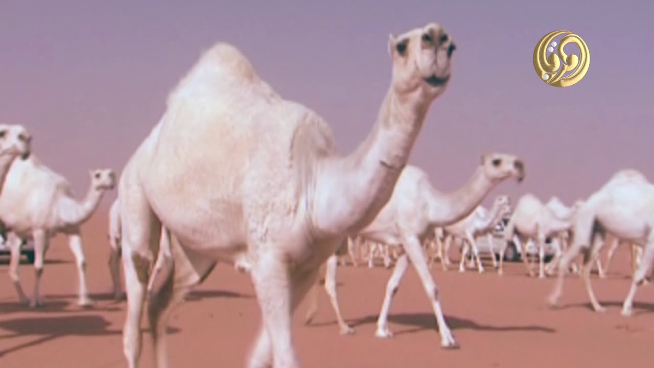 منقية الشيخ || ابراهيم محمد المهيلب 1433هـ