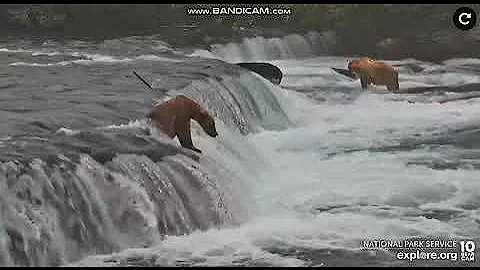 903  performs on the lip 2022 07 12 explore.org