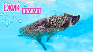 ЕЖИК БРУНО ВПЕРВЫЕ ПЛАВАЕТ В БАССЕЙНЕ | Купаем Ежика - SPA for Hedgehog