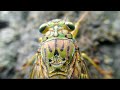 How do cicadas make sounds     