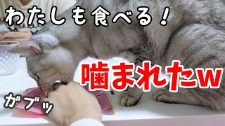 ママの朝食が気になって仕方ない猫