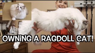 Owning a Ragdoll cat! | The most beautiful Cat Breed