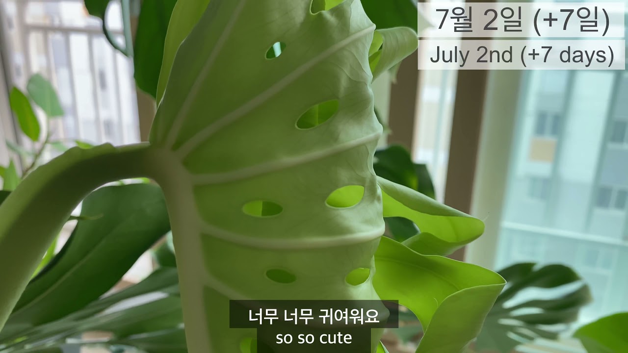 [식물] #100 공중뿌리 자른 후 몬스테라 새 잎 자랑(A New Monstera Leaf after cutting roots