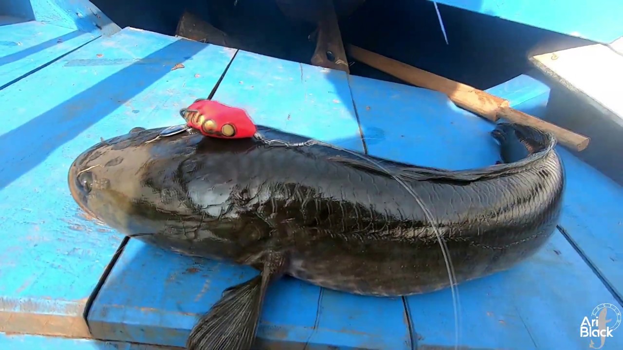 Mungkin Nggak ada Yang Mancingin,Ikan Gabus nya Ada yang