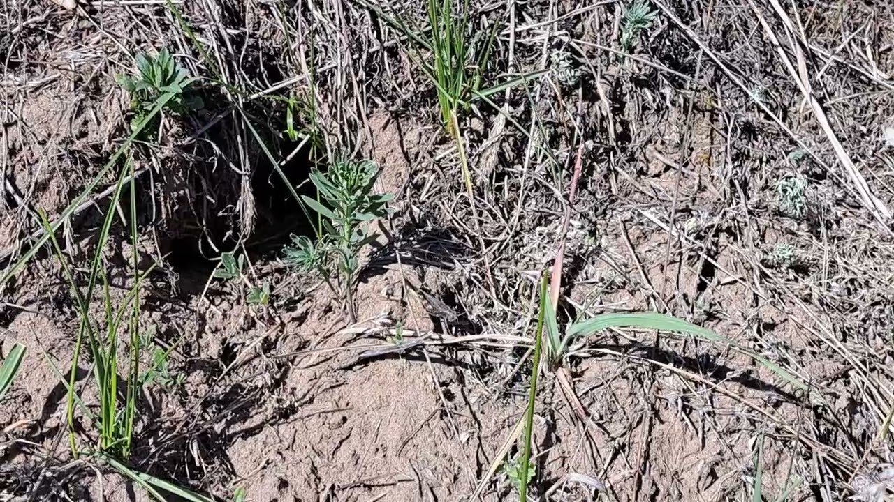 Aconspersa femur tipping 01