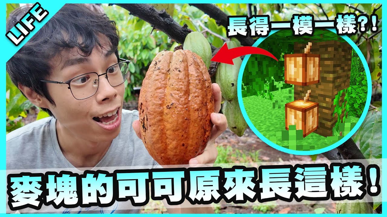 第一次見到真正的可可果！沒想到巧克力的製作學問這麼深！【胡子Life】