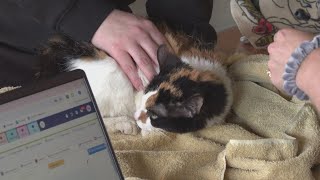 Cleveland APL's Project CARE helps owners keep their pets during times of hardship | Ready Pet GO!