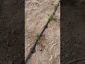 Started Planting This 2025 Gardening Started Planting This 2025 Gardening
