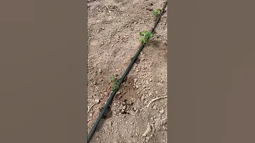 Started Planting This 2025 Gardening 