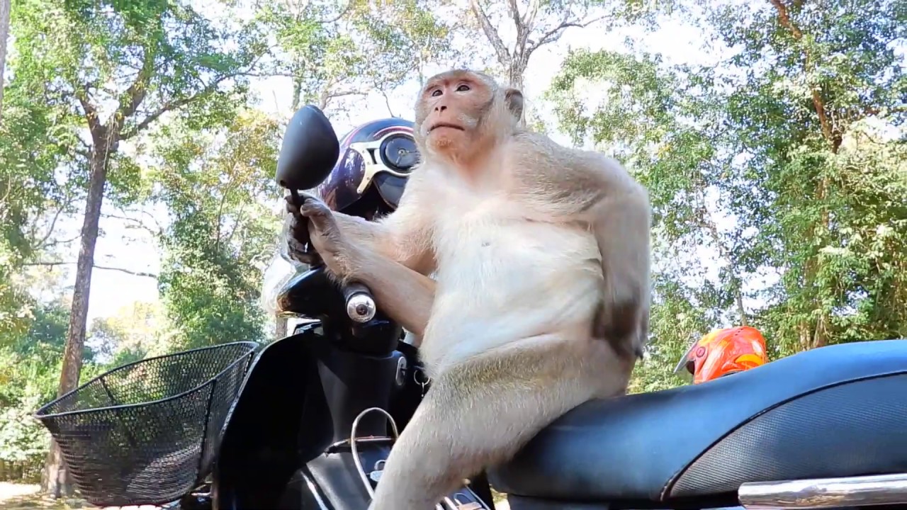Monkey Ride Motor Funny Monkey Ride Motor In 2019 | Funny Clip Monkey - YouTube