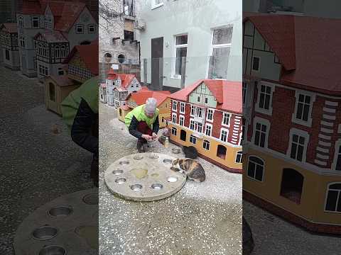 Котошеф кормит котов в Зеленоградске
