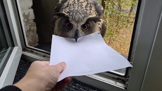 The owl delivered the letter. But this is not the letter I was expecting