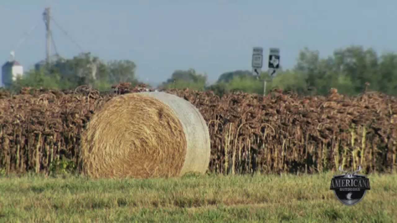Dove Hunt Opening Day