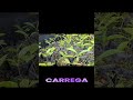 você colhe o que você planta