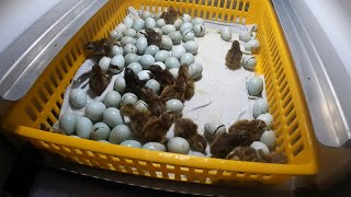 Quail chicks hatched, quails laying blue eggs!